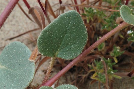 Image of transmontane sand verbena