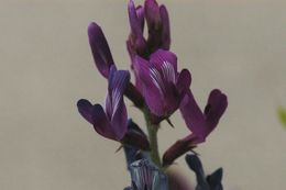 Image of Kennedy's milkvetch