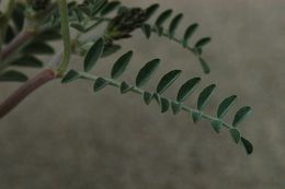 Image of Kennedy's milkvetch