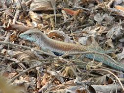 صورة Aspidoscelis motaguae (Sackett 1941)