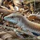 Image de Aspidoscelis motaguae (Sackett 1941)