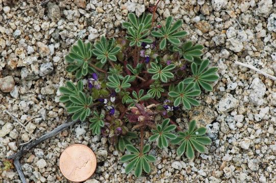 Image of shortstem lupine