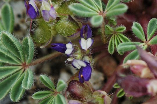 Imagem de Lupinus brevicaulis S. Watson