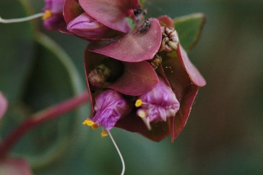 Mirabilis alipes (S. Wats.) G. E. Pilz resmi