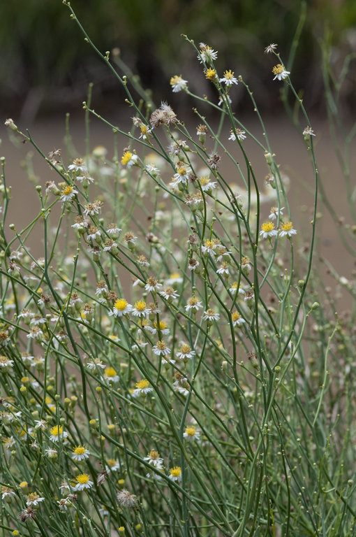 Plancia ëd Chloracantha spinosa (Benth.) G. L. Nesom