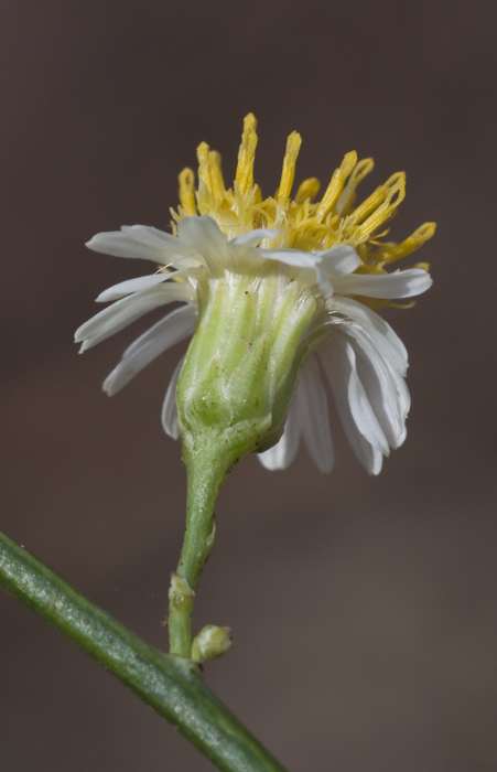 Plancia ëd Chloracantha spinosa (Benth.) G. L. Nesom