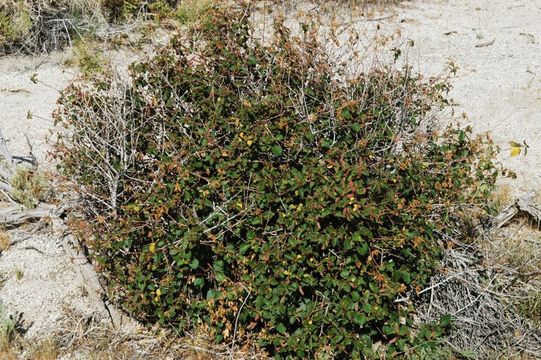 Imagem de Acalypha californica Benth.