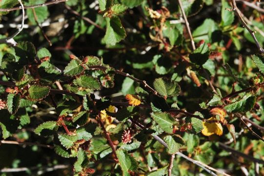 Image de Acalypha californica Benth.