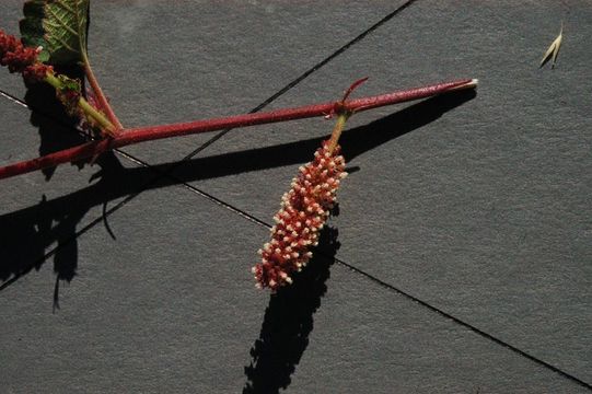 Image de Acalypha californica Benth.