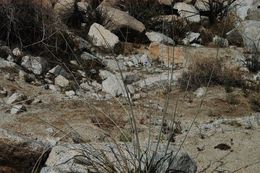 Image of whitestem milkweed