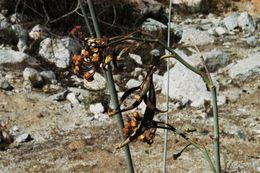 Asclepias albicans S. Wats. resmi