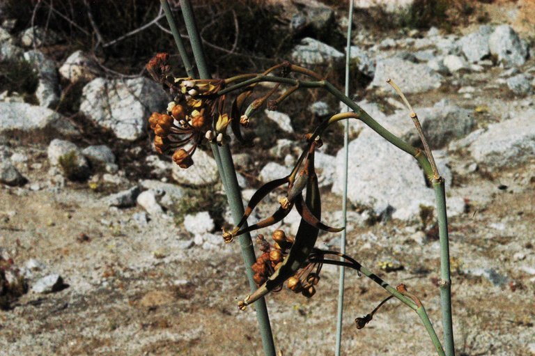 Image of whitestem milkweed