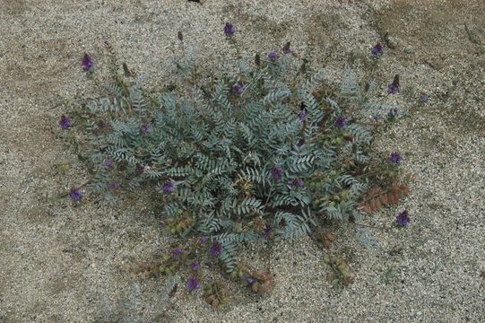 Sivun Astragalus palmeri A. Gray kuva