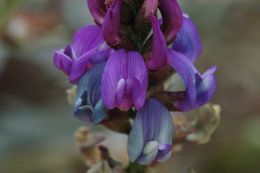 Sivun Astragalus palmeri A. Gray kuva