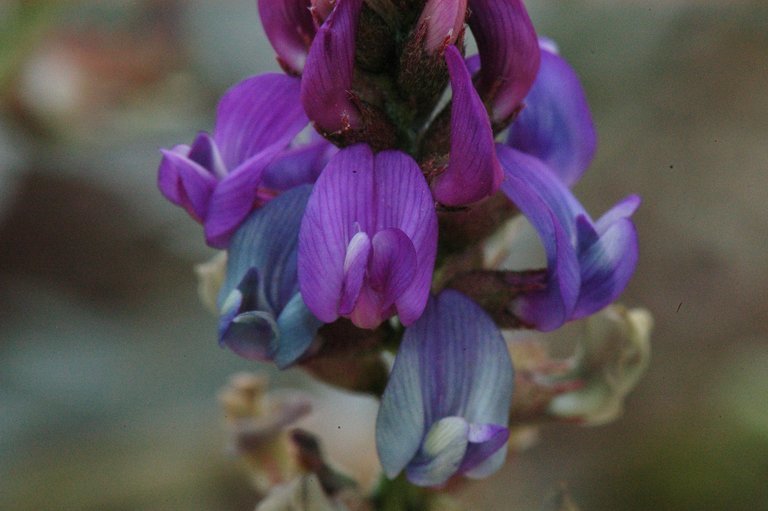 Sivun Astragalus palmeri A. Gray kuva