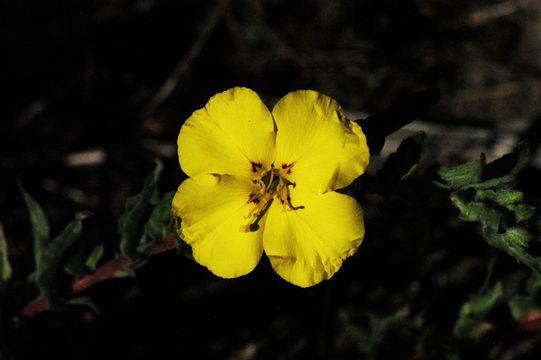 Image de Camissoniopsis bistorta (Nutt. ex Torr. & A. Gray) W. L. Wagner & Hoch