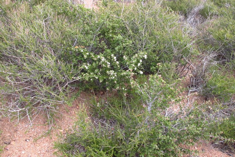 Image of desert ceanothus
