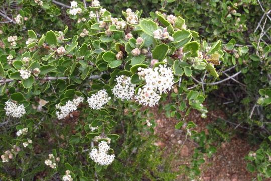 Image of desert ceanothus