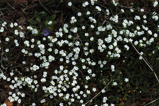 صورة Cryptantha angustifolia (Torr.) Greene