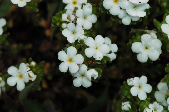 Image of Panamint cryptantha