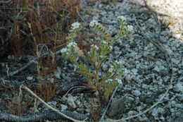 صورة <i>Cryptantha micrantha</i>