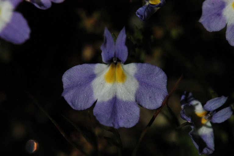 Image of Toothed Calico-Flower