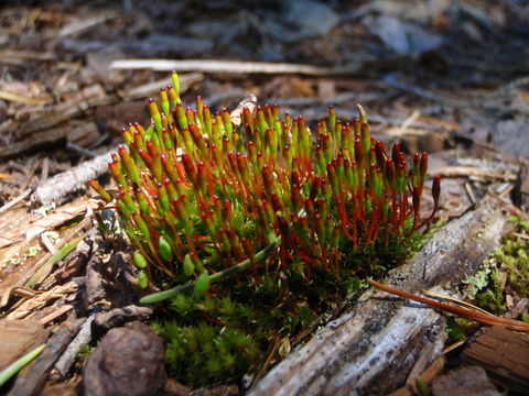 Image of Black fruited stink moss