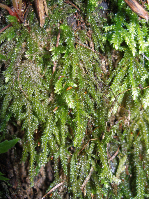 Image of Necker's thamnobryum moss