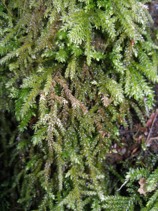 Image of Necker's thamnobryum moss