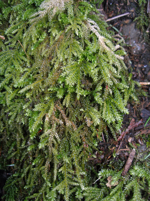 Image of Necker's thamnobryum moss