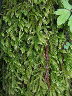 Image of Necker's thamnobryum moss