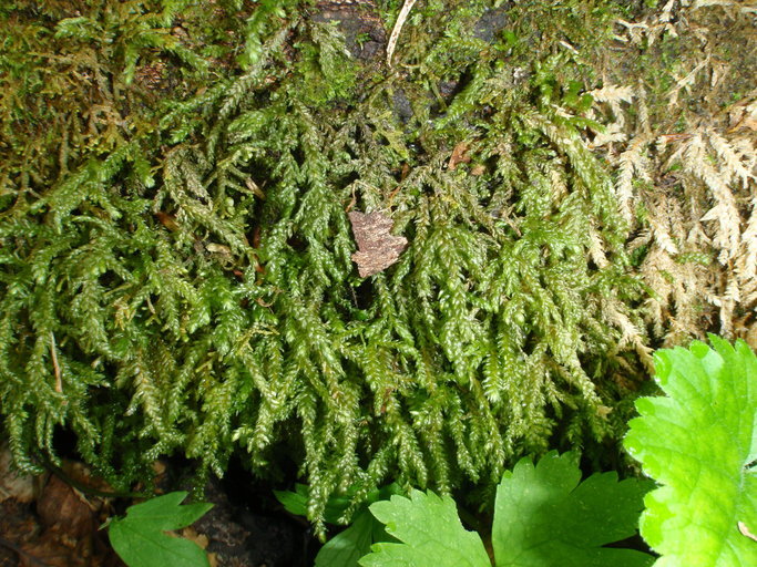 صورة Thamnobryum neckeroides E. Lawton 1971