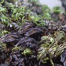 Image of Fragile tortella moss