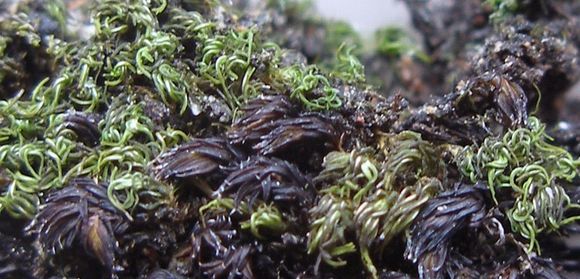 Image of Fragile tortella moss