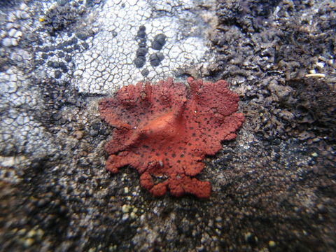 Image of <i>Umbilicaria phaea</i> var. <i>coccinea</i>