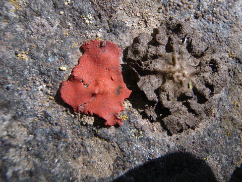 Image of <i>Umbilicaria phaea</i> var. <i>coccinea</i>