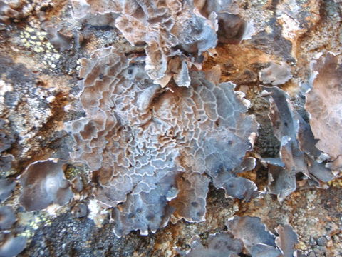 Image of navel lichen