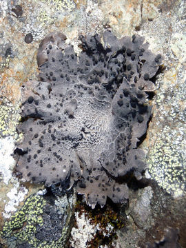 Image of navel lichen