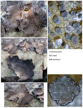 Image of rigid navel lichen