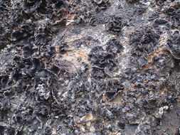 Image of rigid navel lichen
