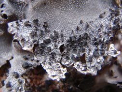 Image of rigid navel lichen