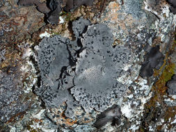 Image of rigid navel lichen