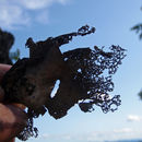 Image of Havaas' navel lichen