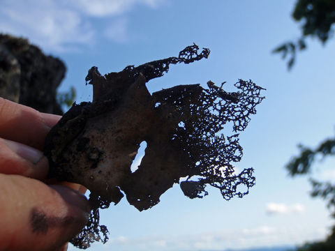 Image of Havaas' navel lichen