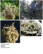 Image of intermediate cartilage lichen