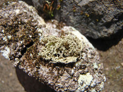 Image of intermediate cartilage lichen