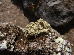 Image of intermediate cartilage lichen