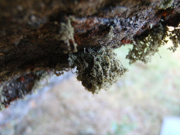 Image of intermediate cartilage lichen