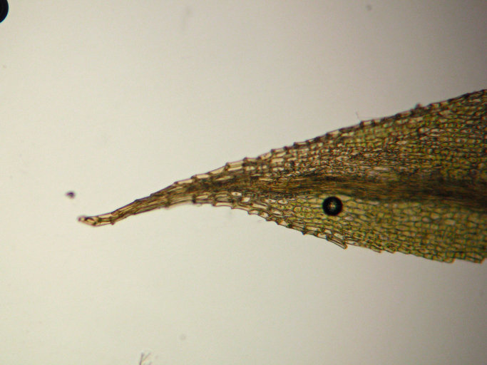 Image of philonotis moss