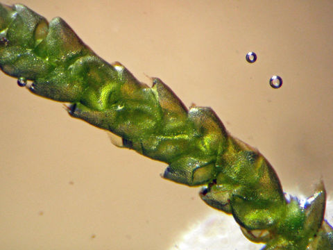 Image of myurella moss